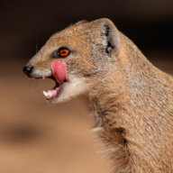 Mongoose70