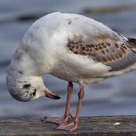 Sharting Seagull