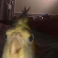 fuzzdew