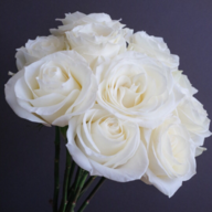 PolarRose