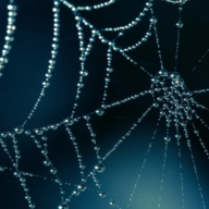 Brutal Cobweb