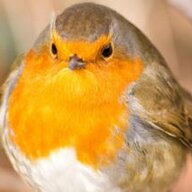 round robin