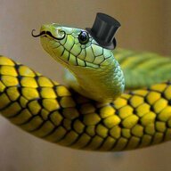 Solid Snek