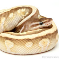 itswhitebread