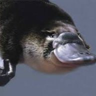 DuckbilledPlaty