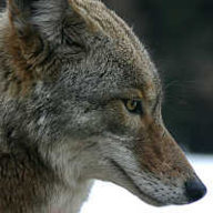 Coyote