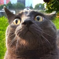 Cat Grande
