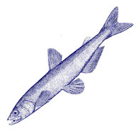 candlefish
