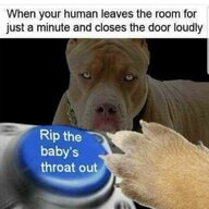 Mister Pibbles