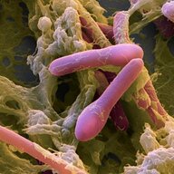 Clostridium Botulinum