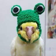 cockatiel