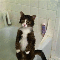 PTSD Cat