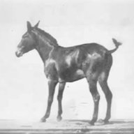 Mighty Mule