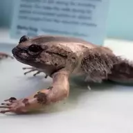 Jeremiah the Bullfrog