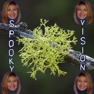 Lichen Bark