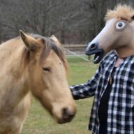 HorseSense