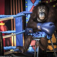 Orangutans