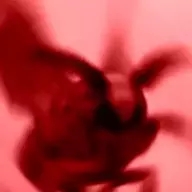 Moths