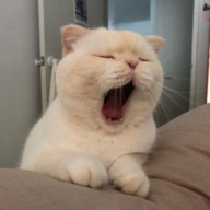 TiredCatto