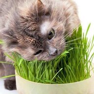 Grass4Cats