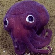 squids