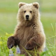 RiverBear