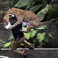 Iron Jaguar