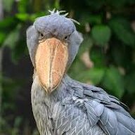the shoebill