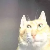 an retard