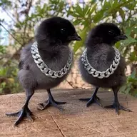 BlueKirbo