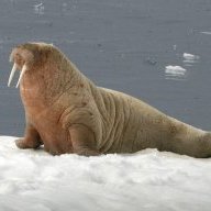 The Walrus