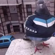 SenorCurditos