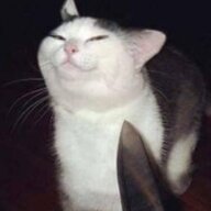 Cat Attack