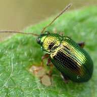 Crepidodera fulvicornis