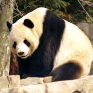 Wasabi Panda
