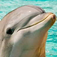 DolphinMan