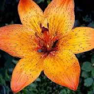 Tiger Lily Flower