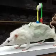 Taxidermied Rat