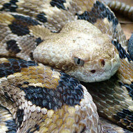 Canebrake