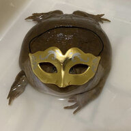Big Fat Frog