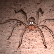 spider egg salad