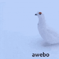Kiwisee