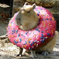 Donutcapybara