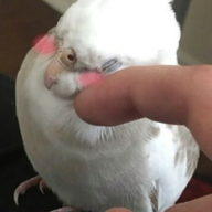 flushedfleshforfun