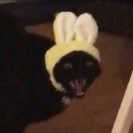 the hustler cat