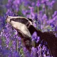 Some Badger