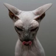 Kitty kitty cat