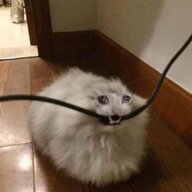 Kitty Bobo