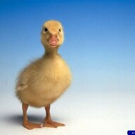 Little Duck