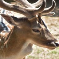 Probably a deer